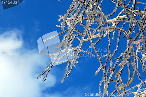 Image of sun sparkled the tree branch in ice on a blue sky background 