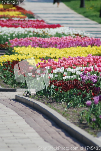 Image of colorful tulips rows  - flowerbed in city park