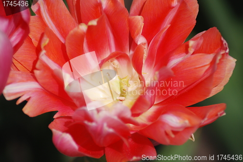 Image of tulip in macro - flowers background close up