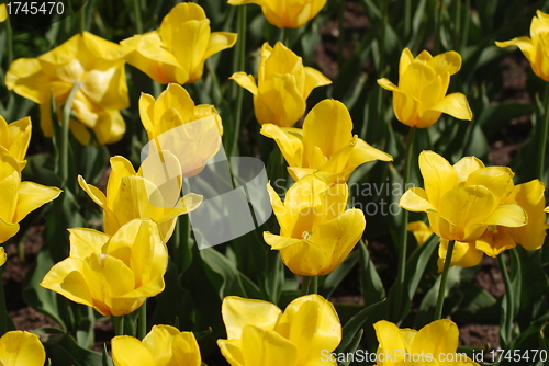 Image of flowers background from tulips 