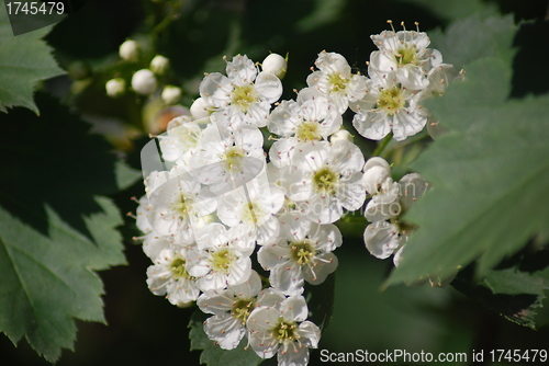 Image of apple blossom close-up - white flowers