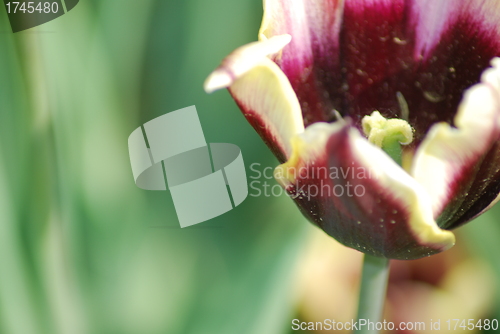 Image of tulip in macro - flowers background close up