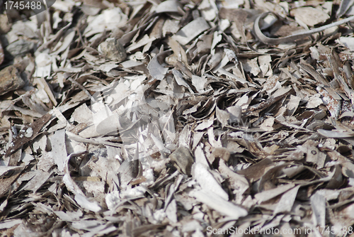 Image of Dried seaweed texture in macro – algae background