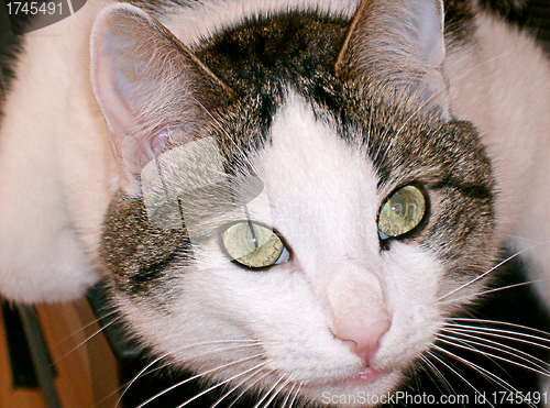 Image of Green eyed cat close up