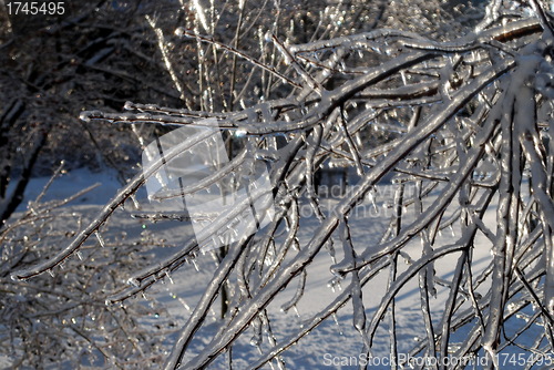 Image of sun sparkled the tree branch in ice