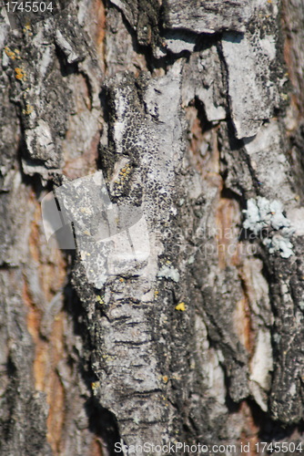 Image of Brown tree rind texture with orange spot - wood background