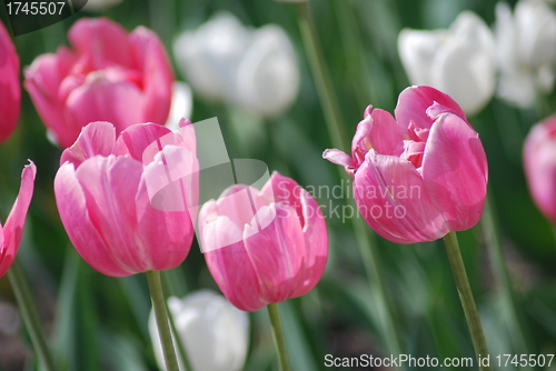 Image of flowers background from tulips 