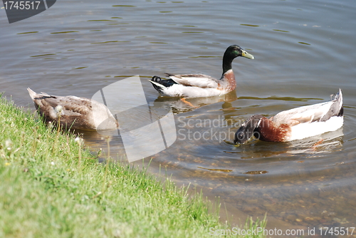 Image of  floating mallard 