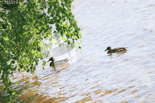 Image of couple of duck and drake are floating