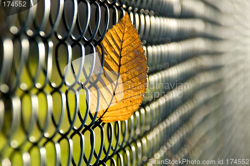 Image of Caught autumn leave 01