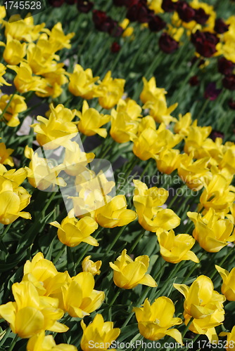 Image of flowers background from tulips 