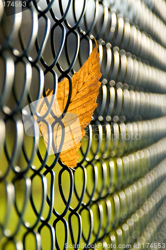 Image of Caught autumn leave 02