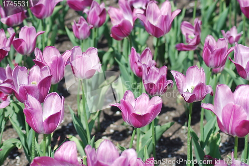 Image of flowers background from tulips 
