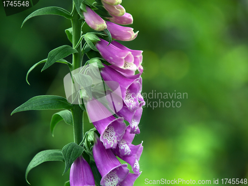 Image of Foxglove