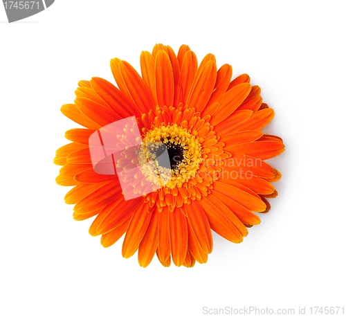 Image of Orange gerber isolated on white background