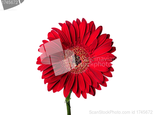 Image of Red gerber isolated on white background