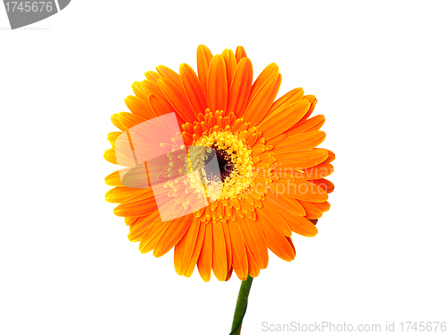 Image of Orange gerber isolated on white background
