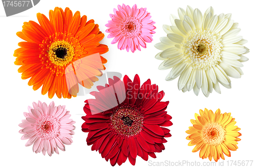 Image of Gerbers isolated on white background