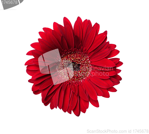 Image of Red gerber isolated on white background