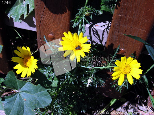 Image of Threesome. Daisies.