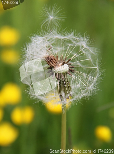 Image of Dandelion