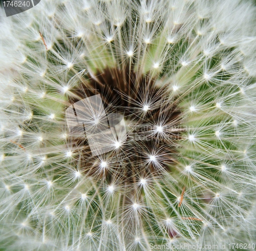 Image of Dandelion