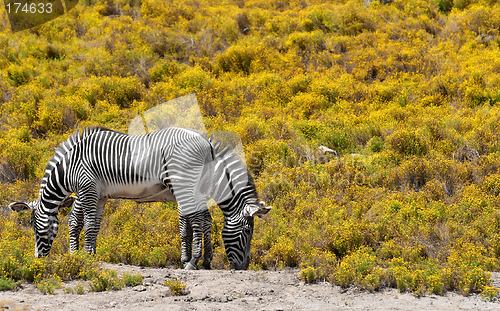 Image of Zebras