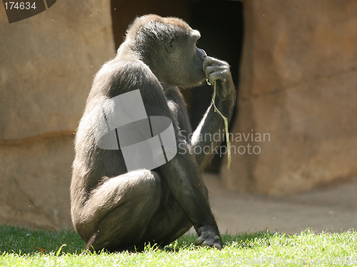 Image of The thinker