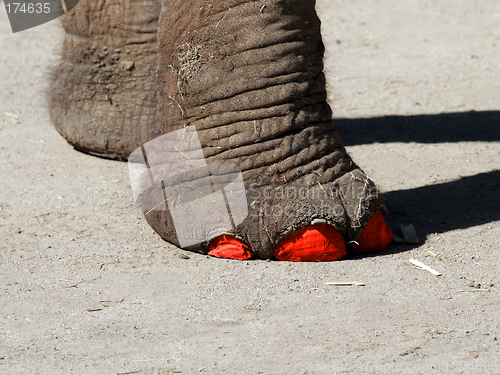 Image of Fashionable elephant