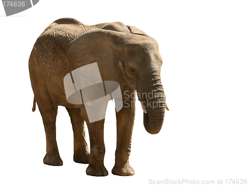 Image of Elephant isolated