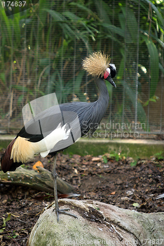 Image of African Crane