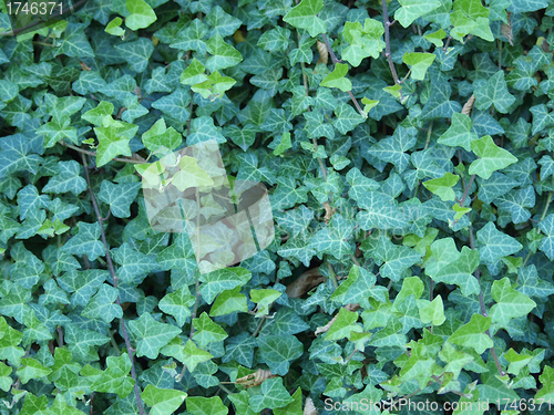 Image of Ivy leaves