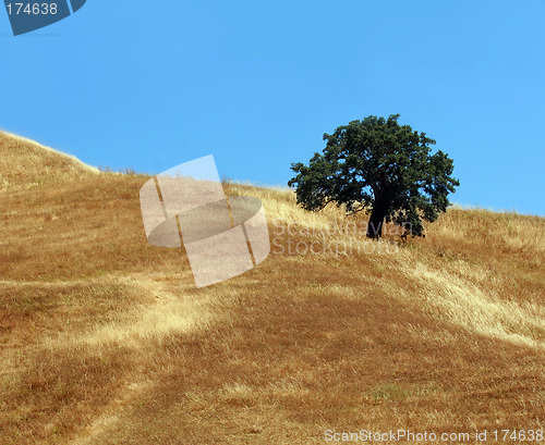 Image of California hills and trees