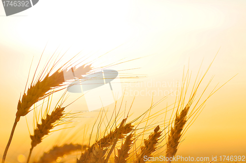 Image of Ripe wheat