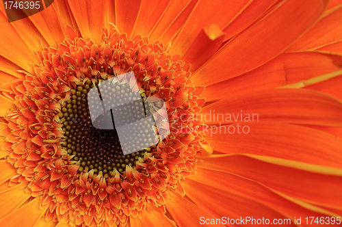 Image of Macro flower