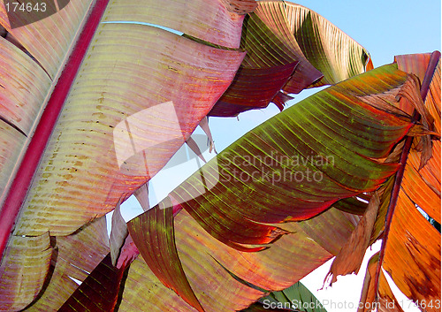 Image of Colorful banana leaves