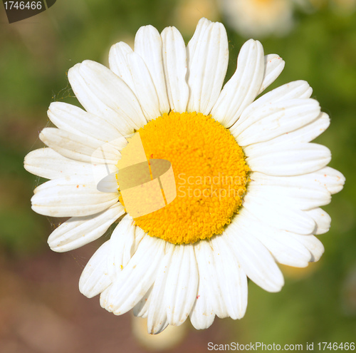 Image of camomile
