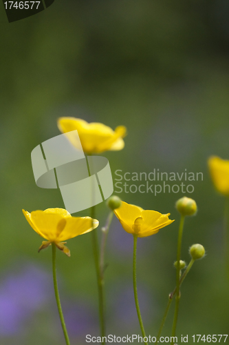 Image of buttercups