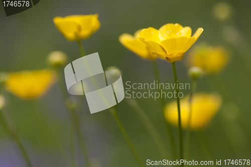 Image of buttercups