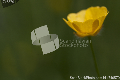 Image of buttercup