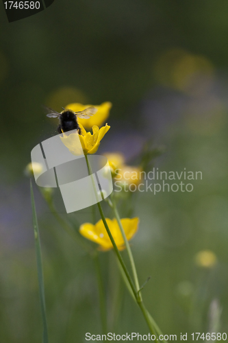 Image of buttercup with bumble bee