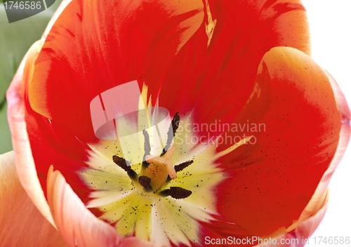 Image of red tulips