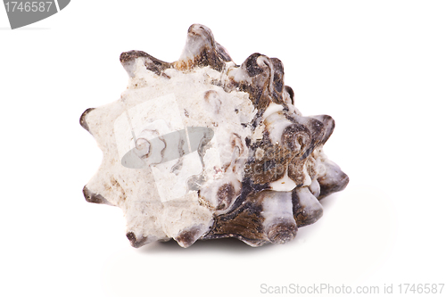 Image of Sea shell on the white background