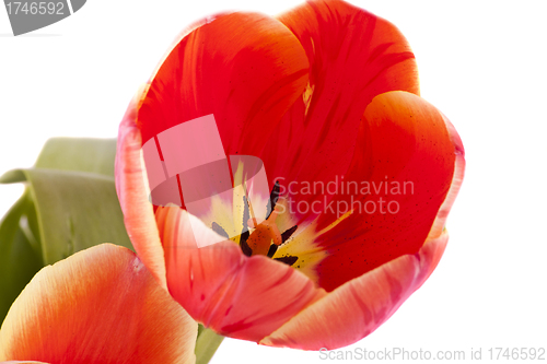 Image of red tulips