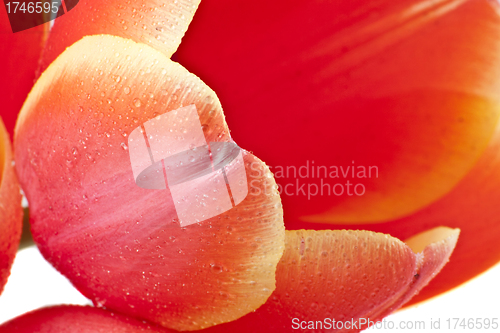 Image of Beautiful red tulips close-up
