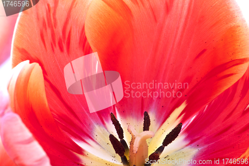 Image of tulips