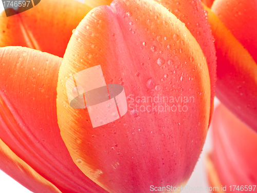 Image of tulips