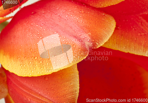 Image of Beautiful red tulips close-up