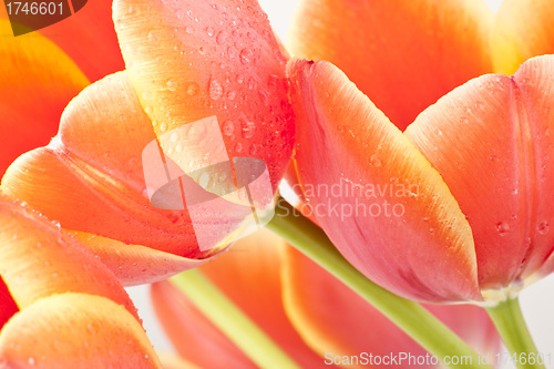 Image of Beautiful red tulips close-up