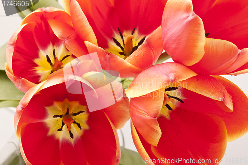 Image of Beautiful red tulips close-up